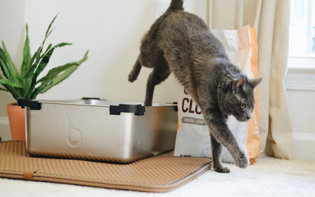 Toilet Training a Cat – Pros, Cons & Guide