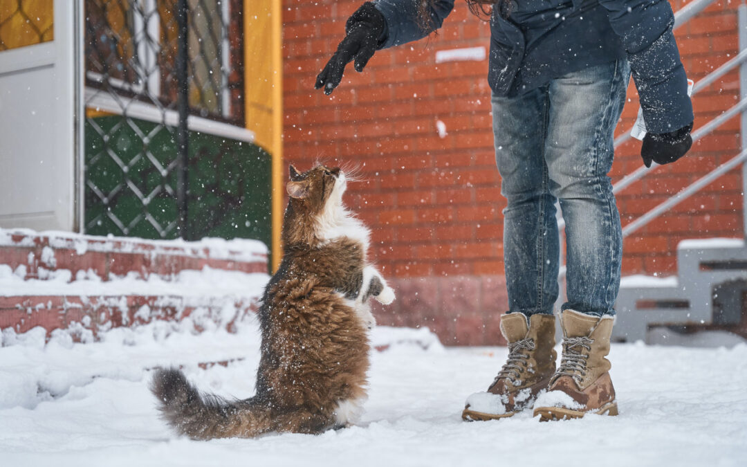 Cat Training With A Clicker