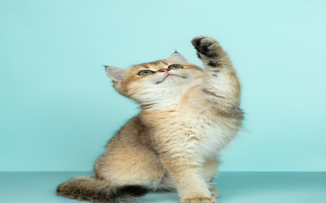 Cat Training Techniques & Information
