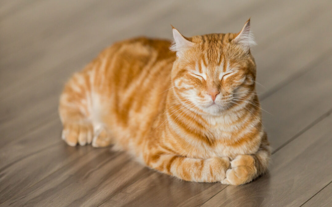 Cat Training for Your Intractable Cat